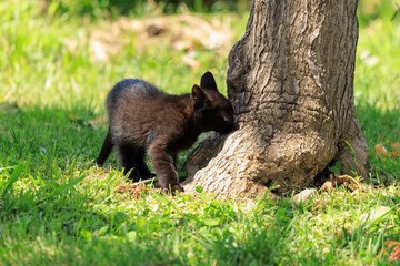 Cats and kittens on the streets of Istanbul