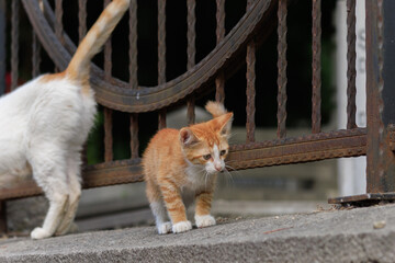 Cats and kittens on the streets of Istanbul