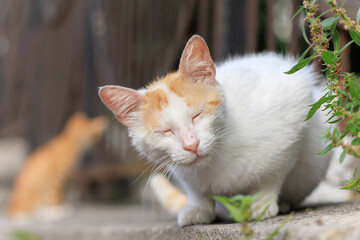Cats and kittens on the streets of Istanbul