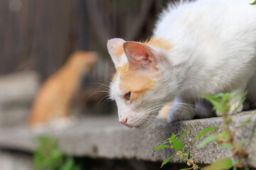 Cats and kittens on the streets of Istanbul