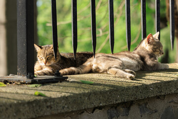 Cats and kittens on the streets of Istanbul