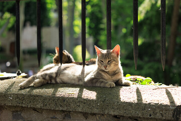 Cats and kittens on the streets of Istanbul