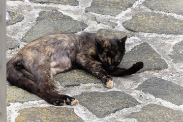 Cats and kittens on the streets of Istanbul