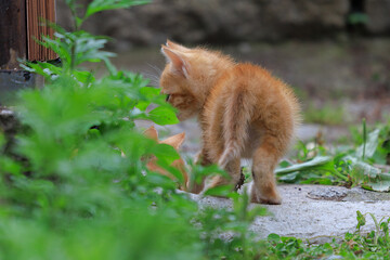 Cats and kittens on the streets of Istanbul