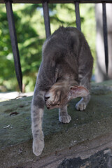 Obraz premium Cats and kittens on the streets of Istanbul