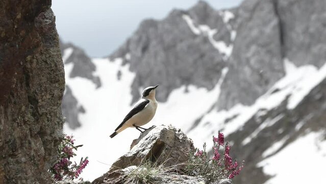 wheatear (Oenanthe oenanthe ) Culbianco