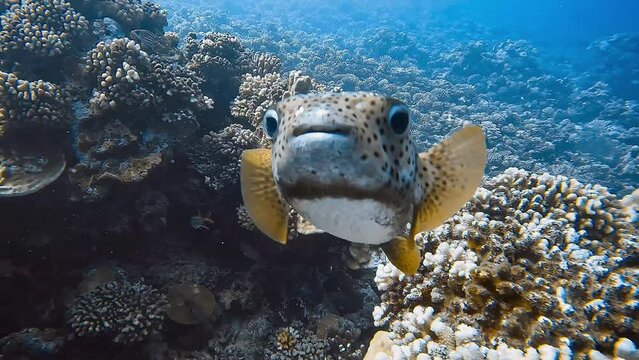 Spotfin porcupinefish (Diodon hystrix) swims over a coral reef.