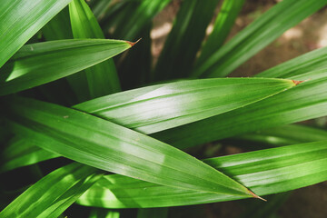green pandan leaves. cooking fragrance leaves. spice. plant