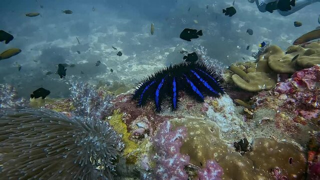 Purple crown-of-thorns starfish (Acanthaster) feeds on coral on a tropical reef.