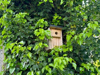 Beautiful wooden birdhouse hanging on tree trunk in park