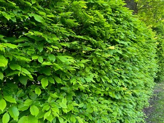 Beautiful plant with green leaves growing in botanical garden