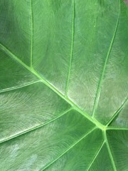 Beautiful green leaf as background, top view