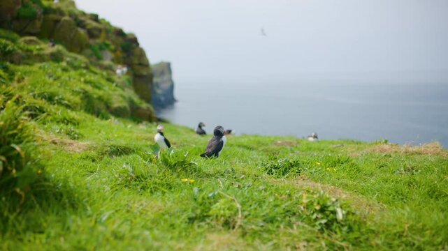 Atlantic Puffins (Fratercula Arctica) near puffinries and burrows, Lunga Island, Scotland