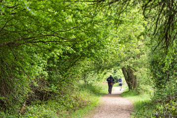 Obraz premium Way of St. James. Pilgrims under dense trees. Stage 2: Stage from Roncesvalles to Zubiri 