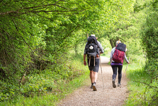 Way of St. James. Couple of pilgrims under dense trees