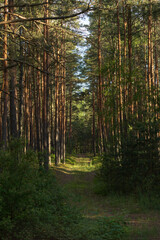 Obraz premium Road path in a park or forest. Beautiful sunny landscape