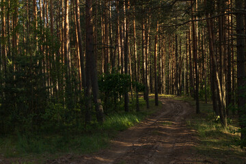 Road path in a park or forest. Beautiful sunny landscape