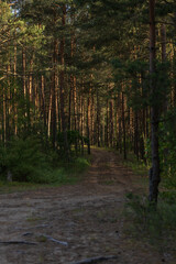 Fototapeta premium Road path in a park or forest. Beautiful sunny landscape
