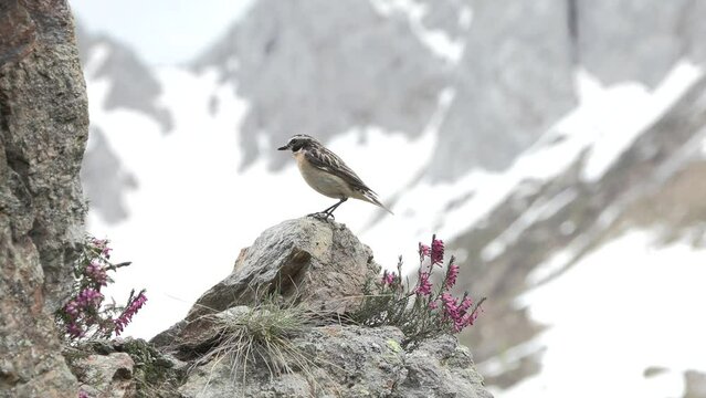 whinchat, Saxicola rubetra Stiaccino