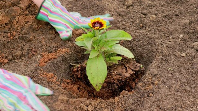 Close-up of a woman in bright striped gloves planting a flower of rudbeckia toto rustic. Concept of Gardening. Springtime summer countryside vacation.