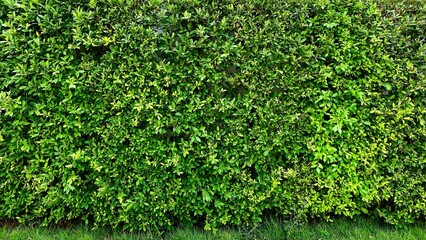 Backdrop Green ivy leaf texture wall in the garden background
