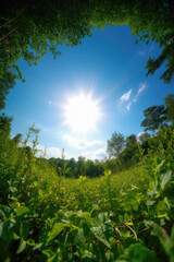 空, 青空, 雲, 草原, 池, 木, 森, パノラマ, sky, blue sky, clouds, meadow, pond, trees, forest, panorama