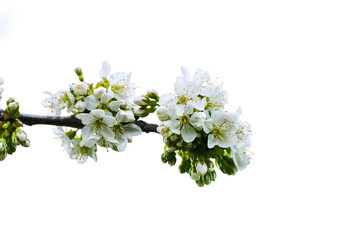 Branch of a cherry blossom. Bright flowers of a cherry tree in spring.
