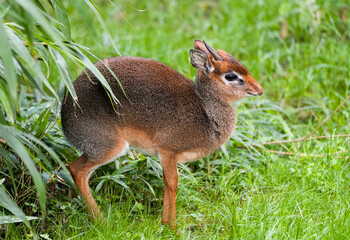 Portrait of a Kirk Dikdik. Animal in nature. Madoqua kirkii. Dwarf proboscis. Small species of antelope with brown fur.
