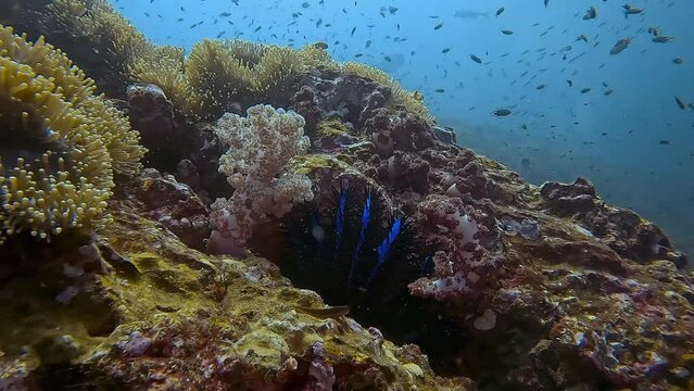 Crown-of-thorns starfish (Acanthaster) feeds on coral on a tropical reef.