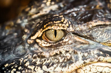 Eye of a crocodile. Detail of the animal in close-up.
