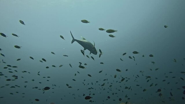 A giant trevally swims through a school of smaller fish near a coral reef, creating a dynamic underwater scene. Part of a collection of videos showcasing vibrant coral gardens. 