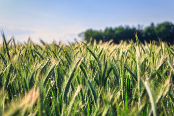 Ripening rye in the field on a sunny day, Poland.