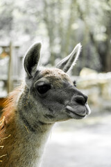 Portrait of a llama. Animal in close-up.
