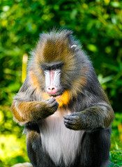 Portrait of a mandrill. Mandrillus sphinx. Primate species from the tropical rainforest.
