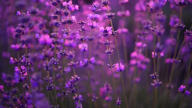 Blooming lavender field. Beautiful purple flowers. Regional organic cultivation. aromatherapy essential oils