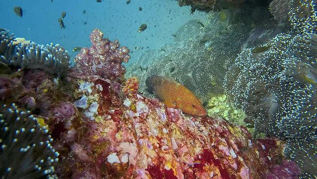 A coral grouper rests among a diverse array of colorful corals and reef fish, creating a vibrant underwater ecosystem. Part of a collection of videos showcasing vibrant coral gardens. 
