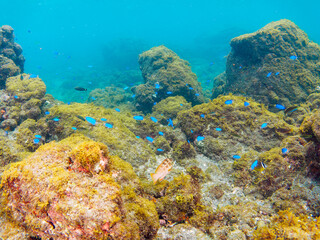 Fototapeta premium 岩場に集まる、大きなアカハタ（ハタ科）と美しいソラスズメダイ（スズメダイ科）他の群れ。日本国静岡県伊豆半島賀茂郡南伊豆町中木から渡し船で渡るヒリゾ浜にて。 2022年10月水中撮影。Blacktip Grouper (Epinephelus fasciatus) and the beautiful a school of Heavenly Damselfish (Pomacentrus c