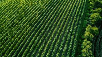 Fototapeta premium Thin line NDVI viewing icon for UAV drones in agriculture advanced tech for monitoring vegetation