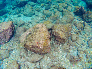 砂地に潜って完璧な擬態をする、大きく美しいヒラメ（ヒラメ科）。

日本国静岡県伊豆半島賀茂郡南伊豆町中木から渡し船で渡るヒリゾ浜にて。
2022年10月水中撮影。

A large, beautiful Bastard Halibut, Olive Flounder (Paralichthys olivaceus) that dives in the sand and mimics perfect