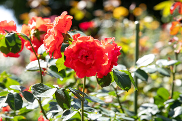 薔薇　チンチン