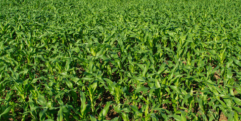 corn field agriculture growth nature sky planting green plants vegetarian food