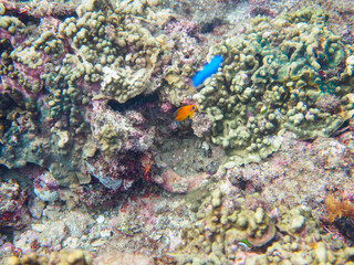 美しいサンゴと可愛いコガネヤッコ（キンチャクダイ科）の幼魚他。

日本国静岡県伊豆半島賀茂郡南伊豆町中木から渡し船で渡るヒリゾ浜にて。
2022年10月水中撮影。

Beautiful corals and lovely juvenile Lemonpeel Angelfish (Centropyge flavissima) and others.
