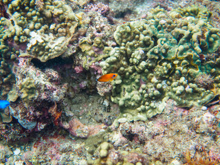 美しいサンゴと可愛いコガネヤッコ（キンチャクダイ科）の幼魚他。

日本国静岡県伊豆半島賀茂郡南伊豆町中木から渡し船で渡るヒリゾ浜にて。
2022年10月水中撮影。

Beautiful corals and lovely juvenile Lemonpeel Angelfish (Centropyge flavissima) and others.
