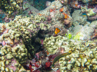 美しいサンゴと可愛いコガネヤッコ（キンチャクダイ科）の幼魚他。

日本国静岡県伊豆半島賀茂郡南伊豆町中木から渡し船で渡るヒリゾ浜にて。
2022年10月水中撮影。

Beautiful corals and lovely juvenile Lemonpeel Angelfish (Centropyge flavissima) and others.
