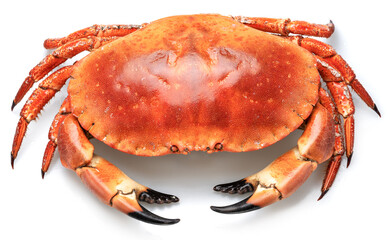 Edible brown cooked crab isolated on white background.
