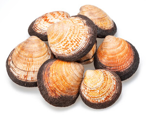 Edible raw hard clams isolated on white background. Delicacy food.