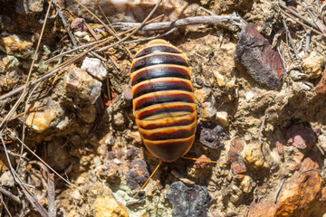 Cockroach near Hermans, Western Cape of South Africa