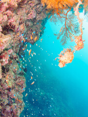 ドロップオフに集まる、キンギョハナダイ（ハナダイ亜科）、ソラスズメダイ（スズメダイ科）他の群れ。

日本国静岡県伊豆半島賀茂郡南伊豆町中木から渡し船で渡るヒリゾ浜にて。
2022年10月水中撮影。

Schools of Sea Goldie (Pseudanthias squamipinnis), Heavenly Damselfish (Pomacentrus coelestis), and 