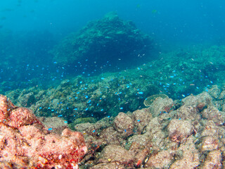 Fototapeta premium 岩場に集まる、美しいソラスズメダイ（スズメダイ科）他の群れ。日本国静岡県伊豆半島賀茂郡南伊豆町中木から渡し船で渡るヒリゾ浜にて。 2022年10月水中撮影。Beautiful a school of Heavenly Damselfish (Pomacentrus coelestis) and others gather on a rocky beach. 