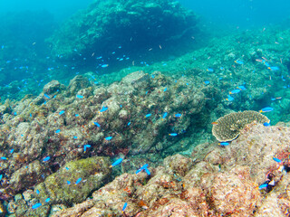 Fototapeta premium 岩場に集まる、美しいソラスズメダイ（スズメダイ科）他の群れ。日本国静岡県伊豆半島賀茂郡南伊豆町中木から渡し船で渡るヒリゾ浜にて。 2022年10月水中撮影。Beautiful a school of Heavenly Damselfish (Pomacentrus coelestis) and others gather on a rocky beach. 